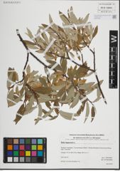Foto von Salix lapponum L.